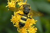 a Digger Wasp