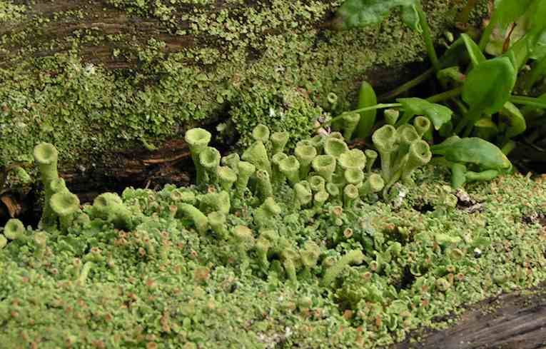 Cladonia (chlorophaea)