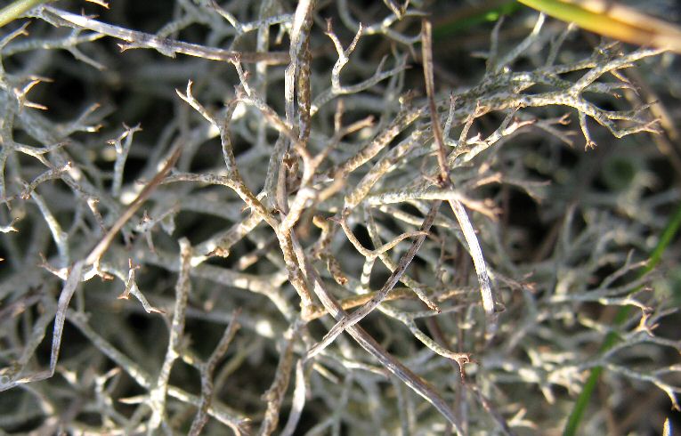 Cladonia (furcata?)