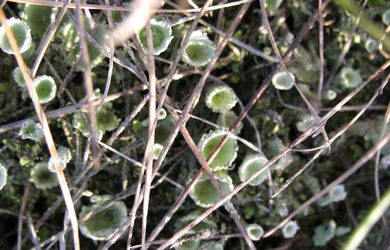 Cladonia (humilis?)