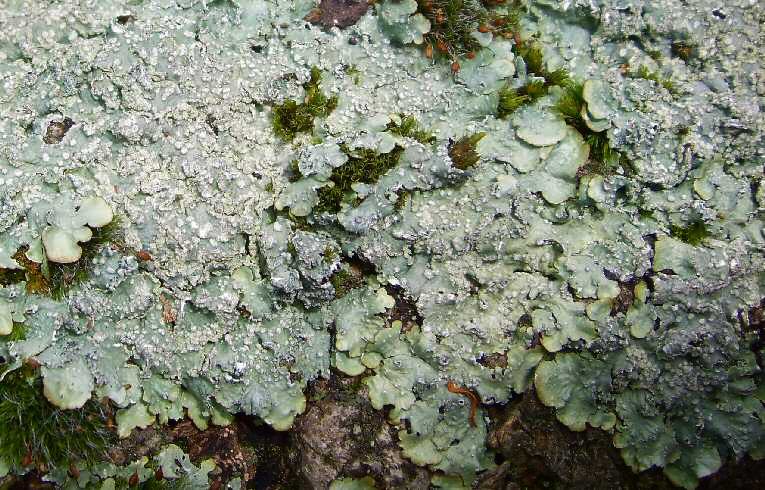 Parmelia (sulcata ?)