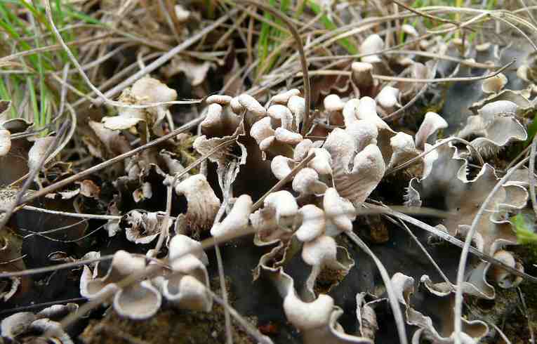 Peltigera polydactyla