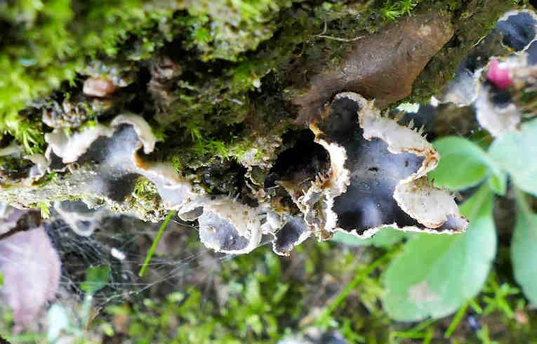 Peltigera (polydactyla)