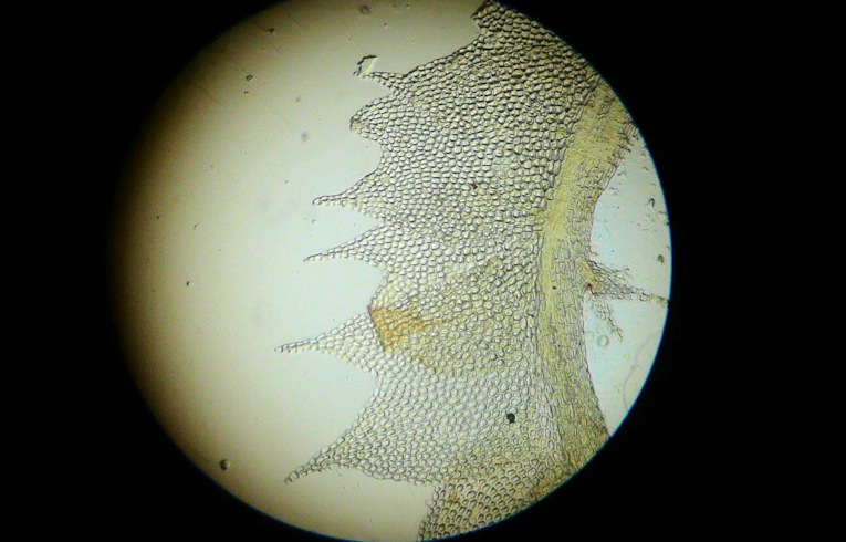 Lophocolea bidentata