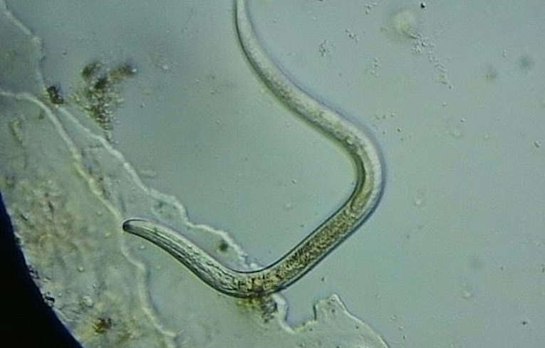 Nematode