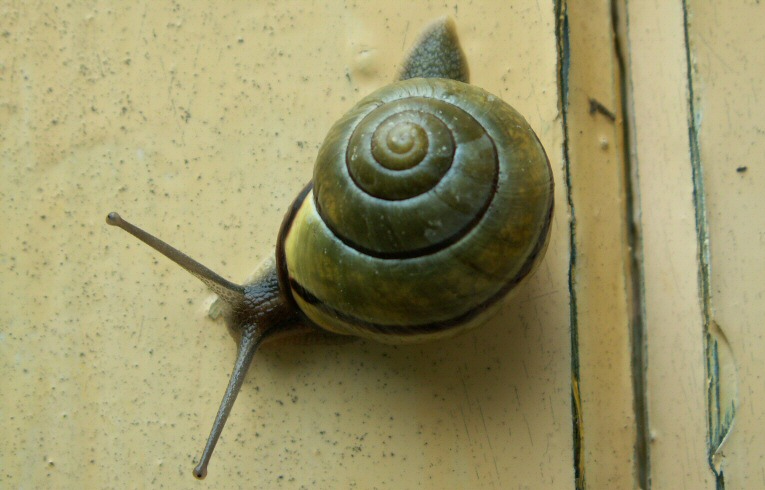 Cepaea nemoralis