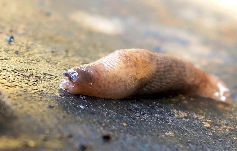 Deroceras reticulatum