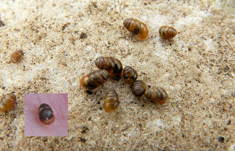 Lauria cylindracea ?