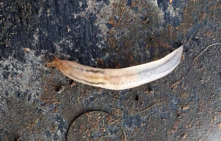 Lehmannia valentiana