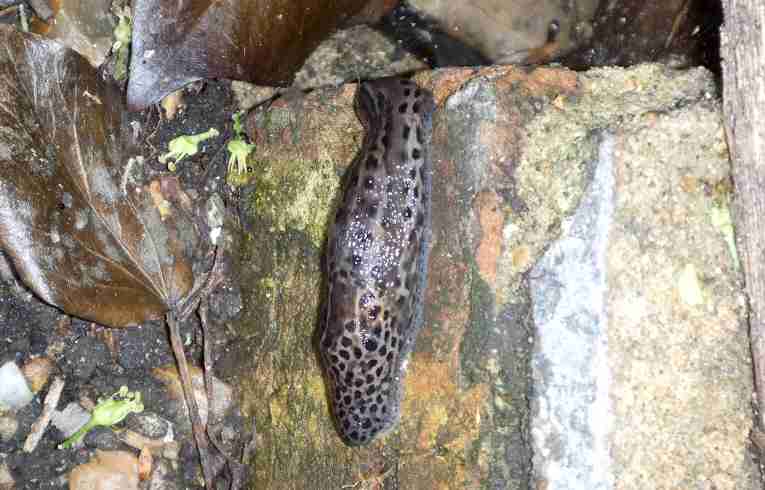 Limax maximus