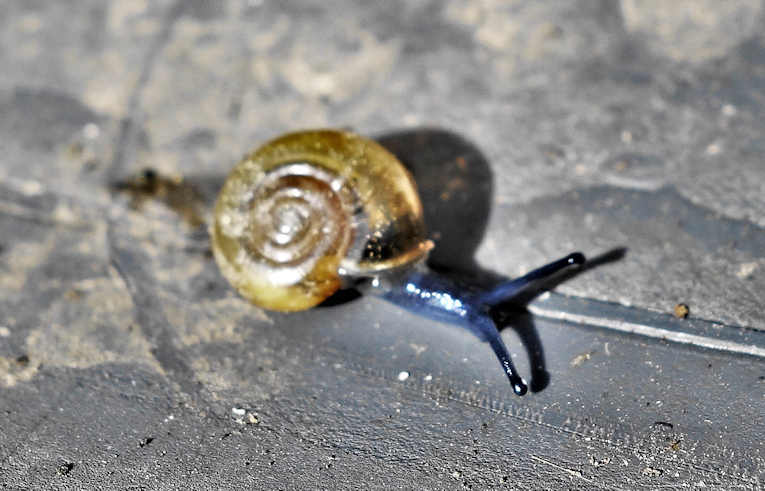 Oxychilus (navarricus ?)