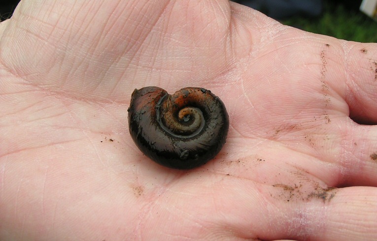 Planorbarius corneus