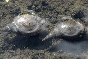 Lymnaea stagnalis