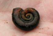 Planorbarius corneus