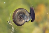 Planorbis planorbis 