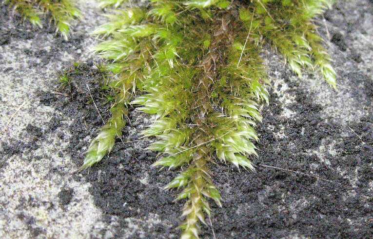 Brachythecium rutabulum