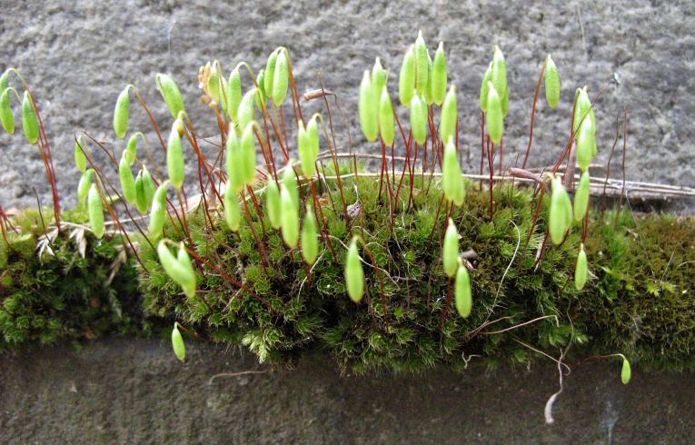 Bryum capillare
