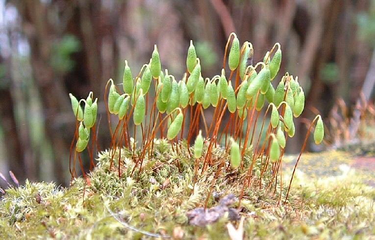 Bryum capillare