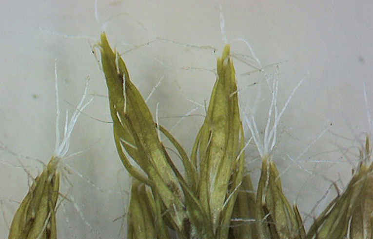 Dicranoweisia cirrata