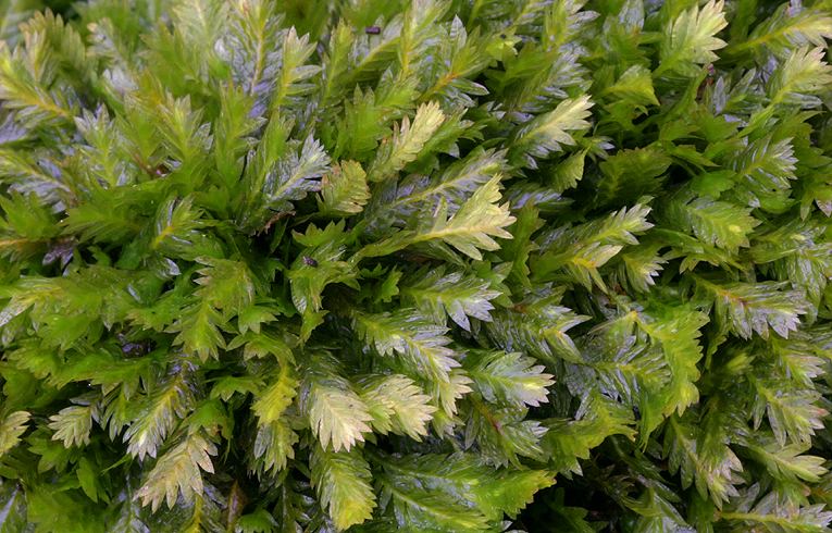 Fissidens taxifolius