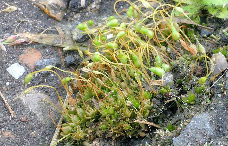 Funaria hygrometrica