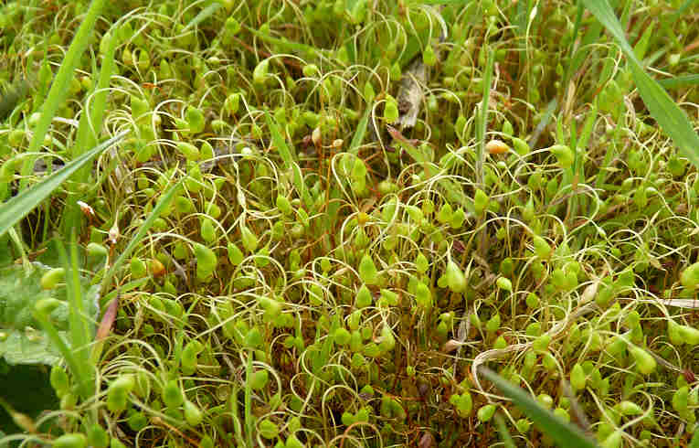 Funaria hygrometrica