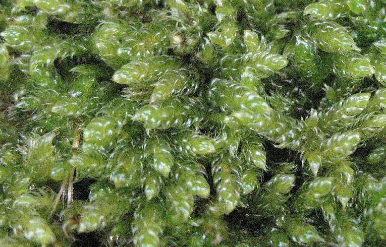 Hypnum cupressiforme
