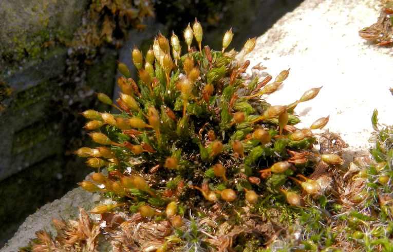 Orthotrichum anomalum