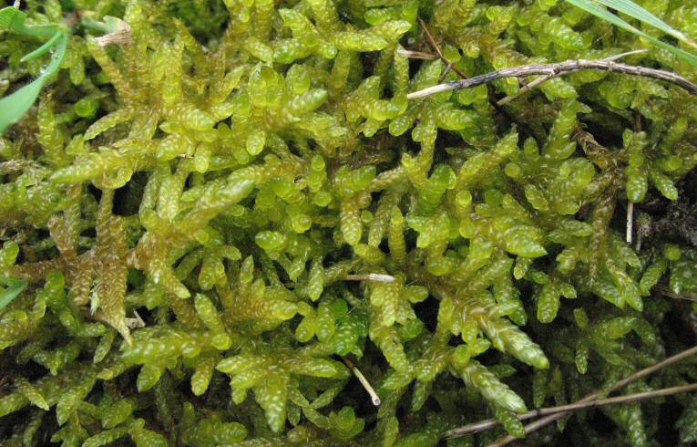 Pseudosclerapodium purum