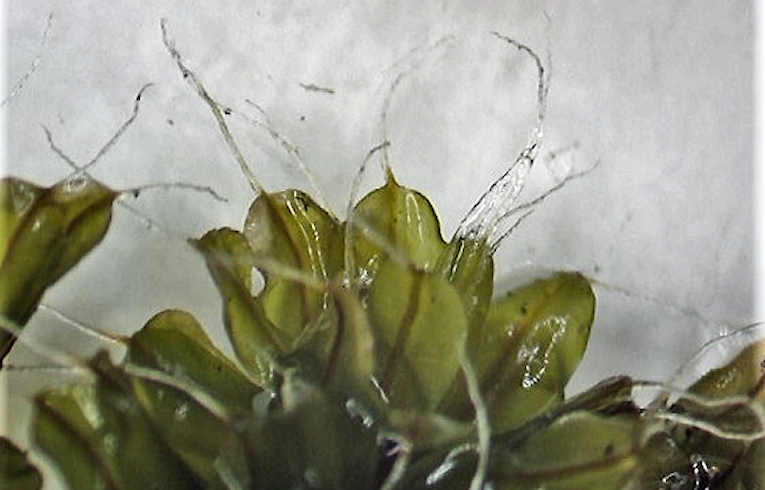 Syntrichia intermedia
