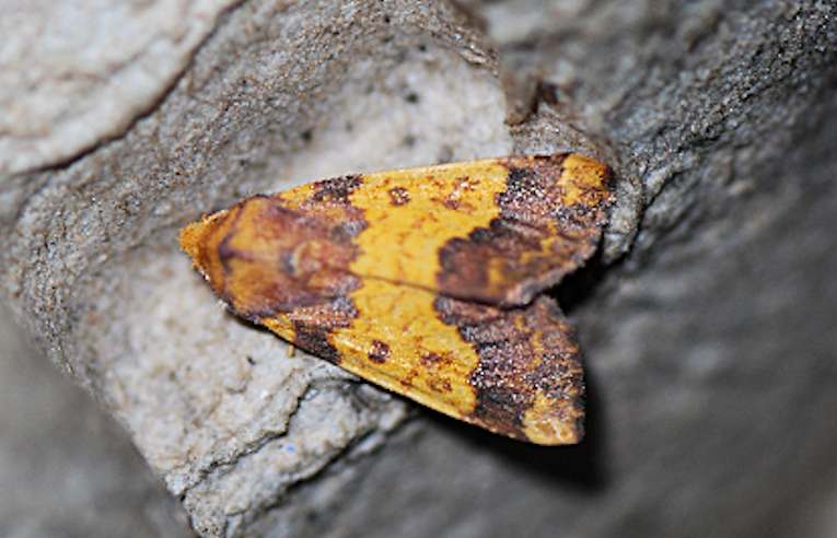 Barred Sallow