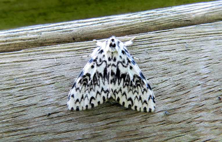 Black Arches