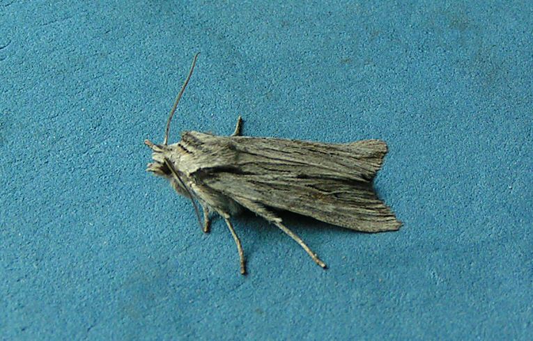 Blair's Shoulder Knot