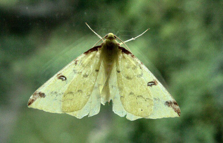 Brimstone Moth