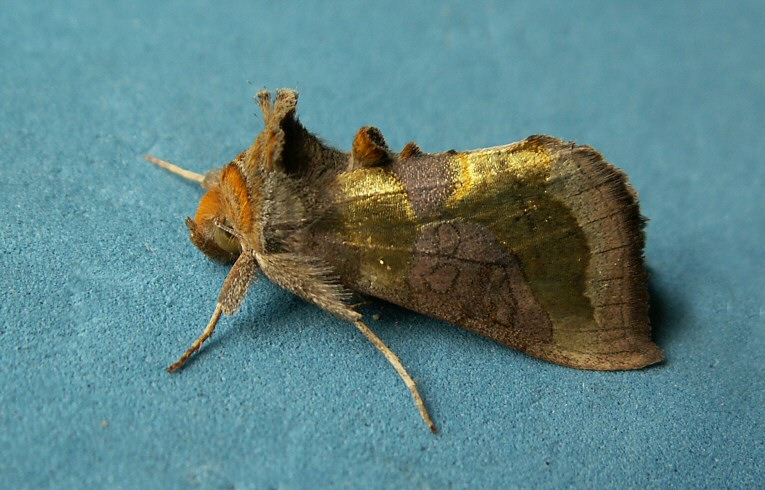 Burnished Brass