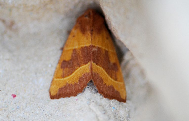 Centre-barred Sallow