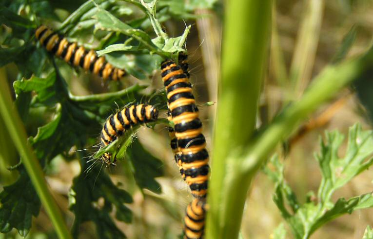 Cinnabar moth caterpillar