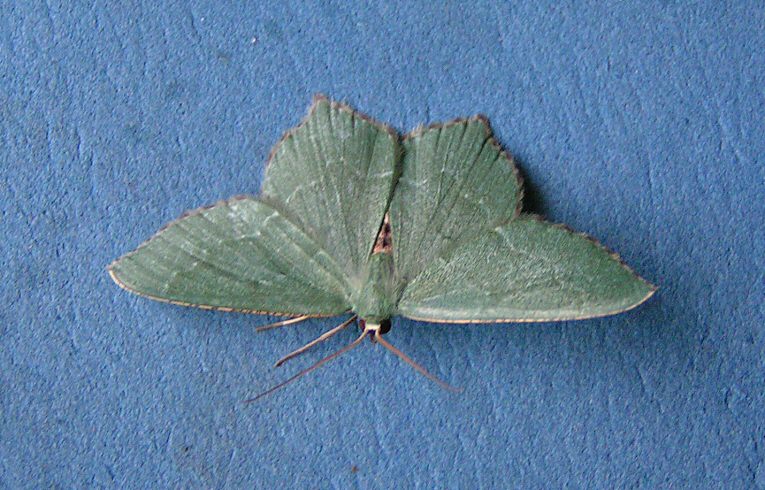 Common Emerald