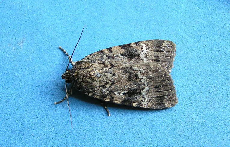 Copper Underwing