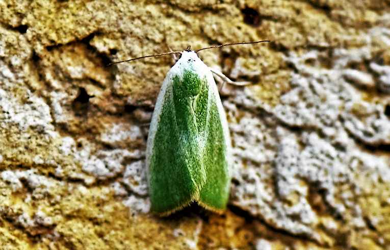 Cream-bordered Green Pea