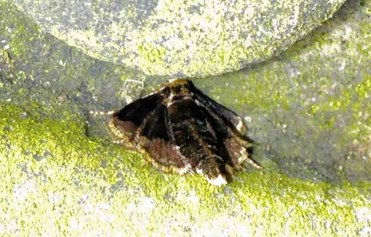 Dotted Border (female)