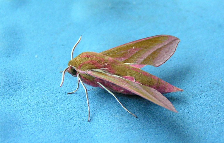 Elephant Hawk-moth
