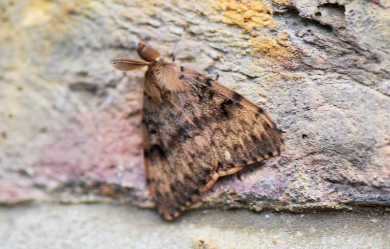 Gypsy Moth