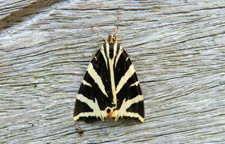 WILDLIFE/moths/macros_LargePics/Jersey_Tiger.htm