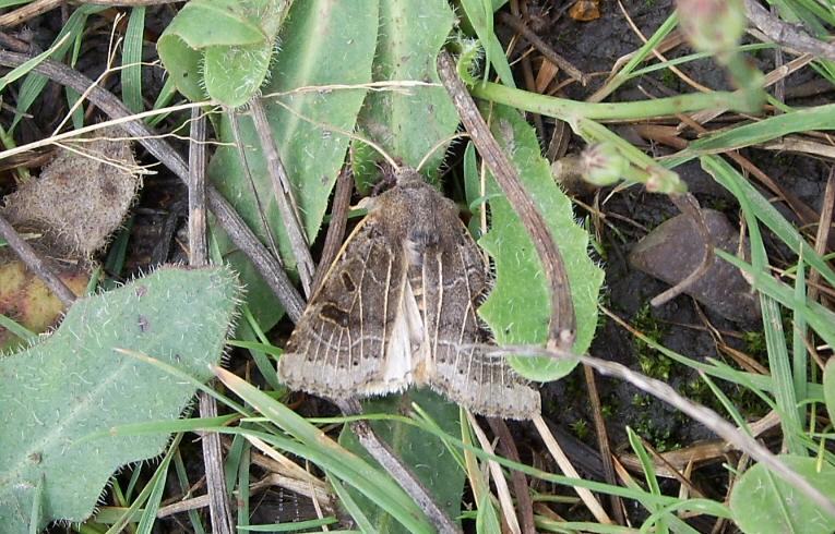 Lunar Underwing