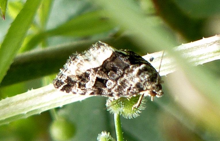Marbled White Spot