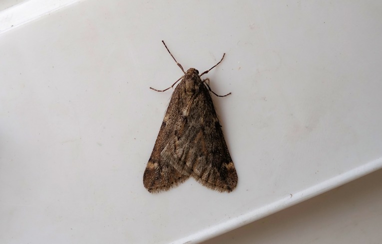 March Moth