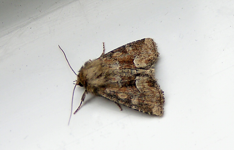 Middle-barred Minor&nbsp;