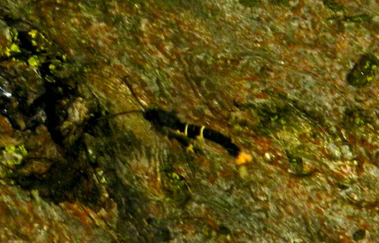 Orange-tailed Clearwing