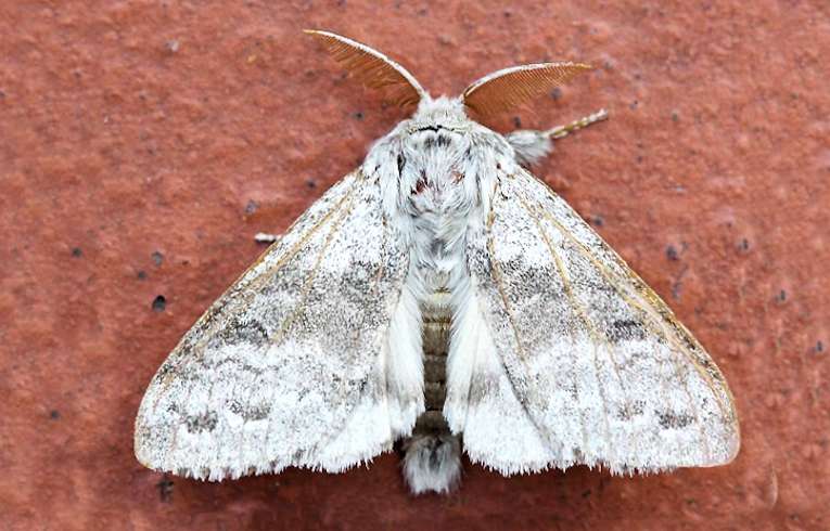 Pale Tussock